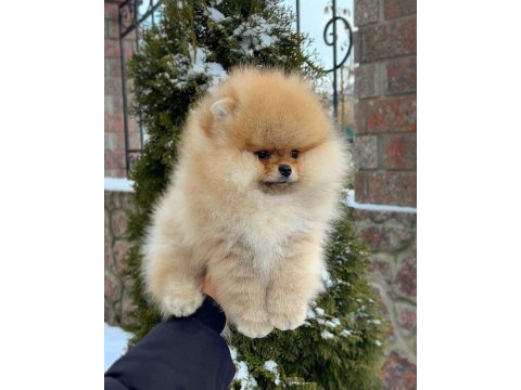Mersin yavru pomeranian köpeğimiz