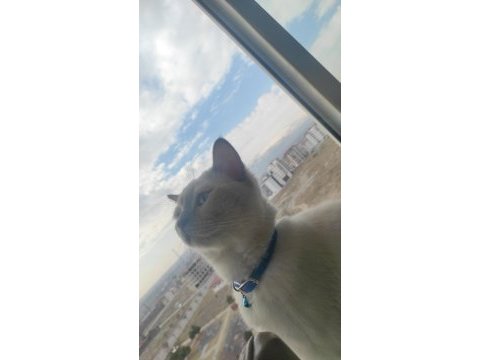 1 yaşında erkek blue point british shorthair