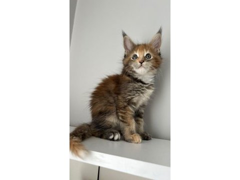 Minik dev maine coon prenses isabella