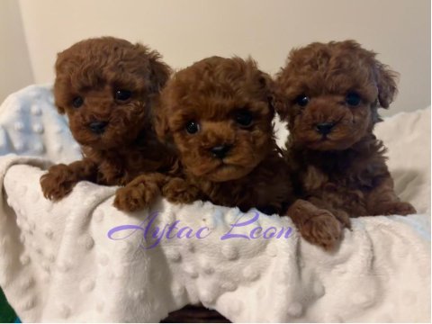 Kore poodle yavruları