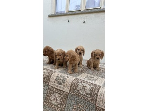 Kızıl renk english cockerlar