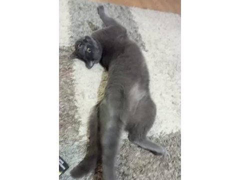 Kedimizi acil sahiplendirme