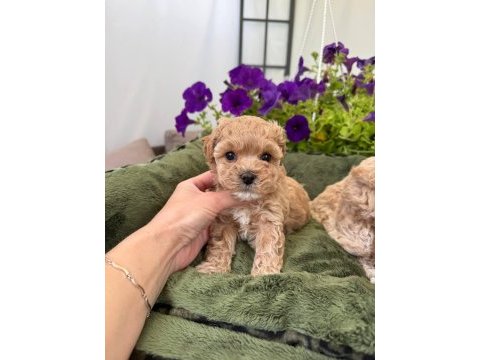Korean maltipoo yavrular