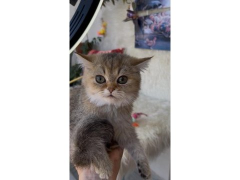 British shorthair golden yeşil göz dişi yavru