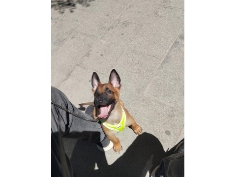Eğitimli aşıları tam a kalite malinois