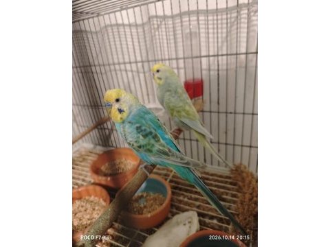 Rainbow muhabbet kuşlarımız
