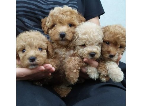 Maltipoo yavrular teslime hazır