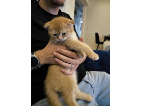 Golden scottish fold 1.5 aylık yavrumuz