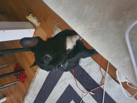 Irk ve sağlık garantili french bulldog bebeklerimiz