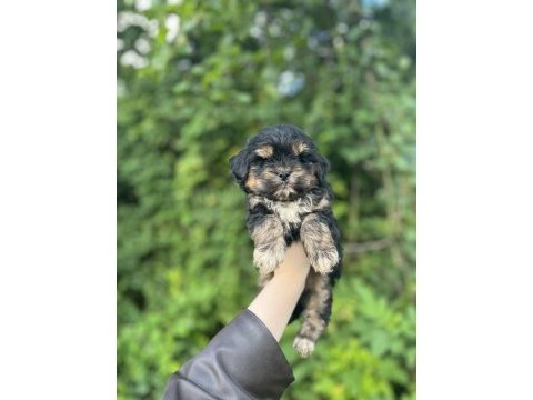 Erkek dişi mevcut maltipoo güzellikler