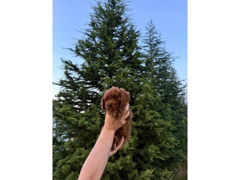 Koyu renk kore teacup poodle