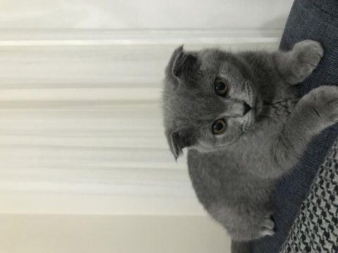 4 aylık safkan çok uslu scottish fold