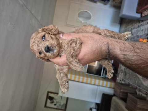 Maltipoo bebekler 1 aylık