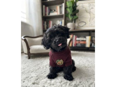 Teacup morkie black