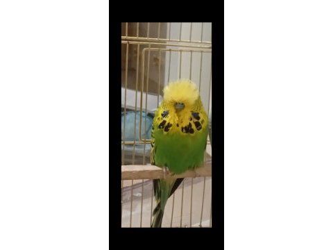 Show muhabbet kuşlar