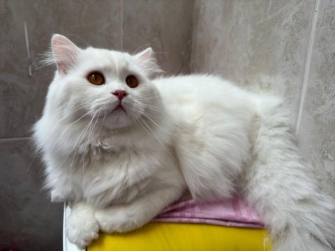 Rize içi teslim british longhair