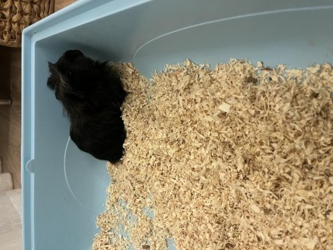 Ücretsiz ginepig sahiplendirme