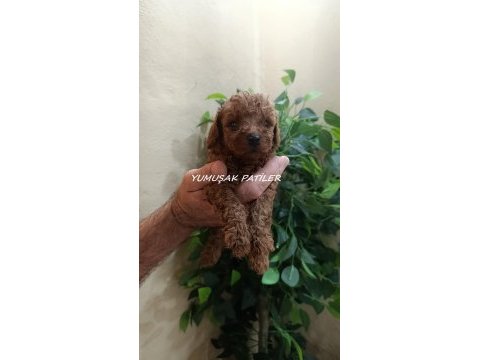 Orjinal kore poodle