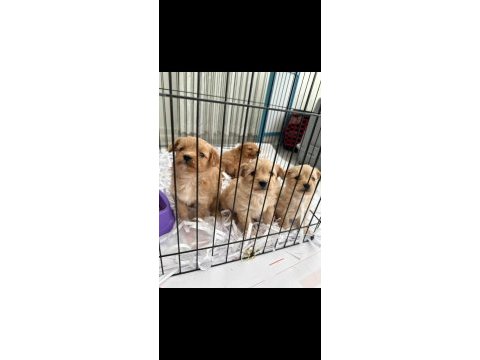 Sevimli maltipoo canlar