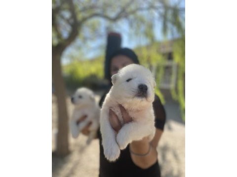 Safkan aşılı samoyed yavrularım