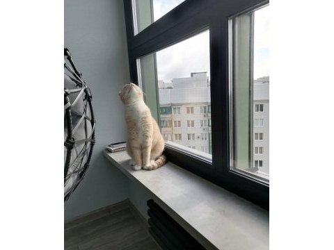 4 yaşında erkek scottish fold