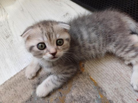 2 aylık scottish fold yavrular