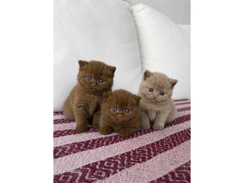 Cinnomon ve lilac british shorthair yavrular