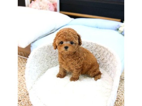 Bi̇blo gi̇bi̇ kore kanı toy poodle yavrular