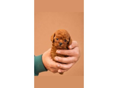 Irk ve sağlık garantili toy poodle bebekler