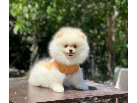 2 aylık dişi pomeranian yavru