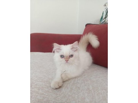 Safkan chinchilla ve british shorthair yavruları