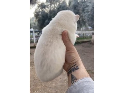 Kan hattına sahip nadir bulunanlardan albino alman kurdu