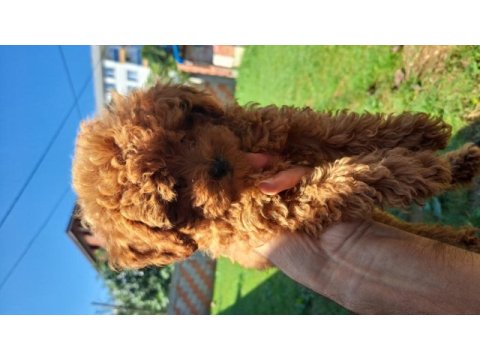 Son erkek yavru acil köpeğimiz