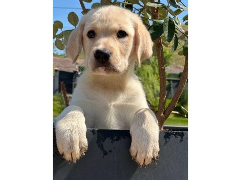 Labrador retriever yavruları muhteşem formda