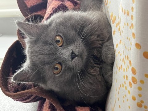 1 yaşında erkek british longhair