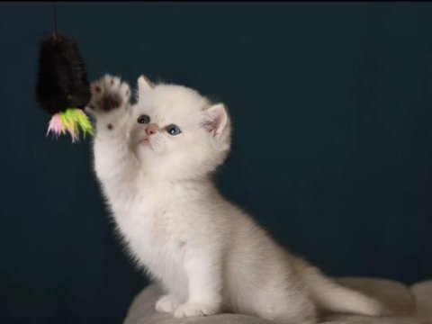 British shorthair golden point