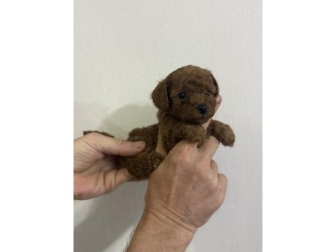 Güzel ve sağlıklı poodle bebekler