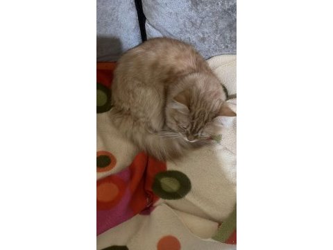 Ragdoll kızımızı ve oğlumuzun sahiplendirmek istiyorum