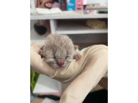 Sağlıklı eğitimli british shorthair safkan yavru