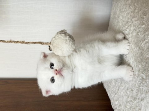 2 aylık scottish fold