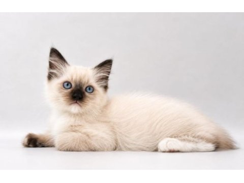 Hakiki ragdoll bebekler