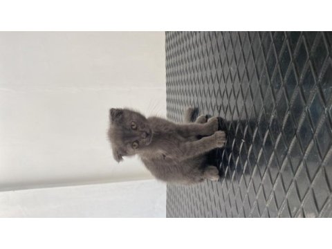 Yavru scottish fold 2 aylık