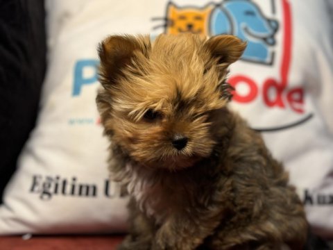 Tea cup exotic yorkshire terrier yavrularımız