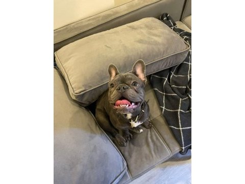 Bulldog kızım moi 6 aylık sahiplendiriyoruz sevgi delisi