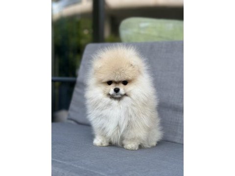 Turuncu pomeranian boo dişi