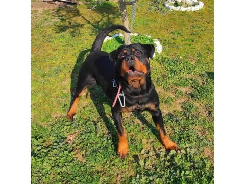 Scr ve üretim izinli dişi rottweiler