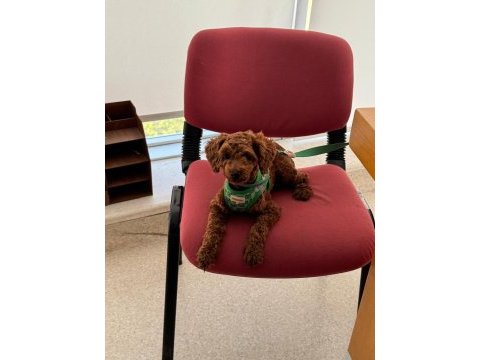 Uygun fiyat toy poodle kızıl