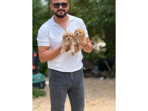 Safkan aşılı ve çiş eğitimli maltıpoo bebekler 
