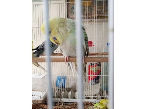 Şov jumbo yavru muhabbet kuşu