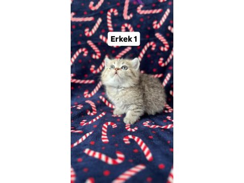 5 adet british shorthair yavrularımız